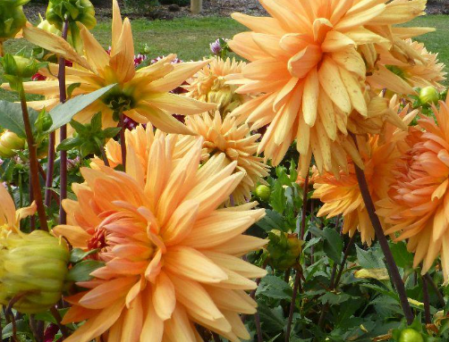 Dahlia Noordwijk’s Glorie