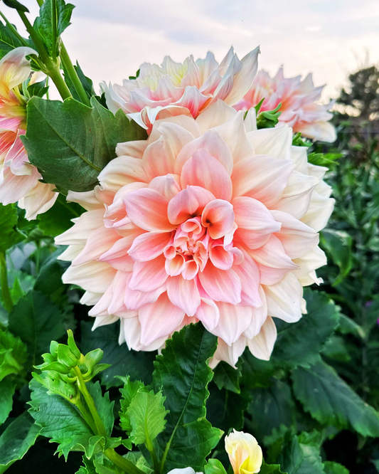 Dinner Plate Dahlia