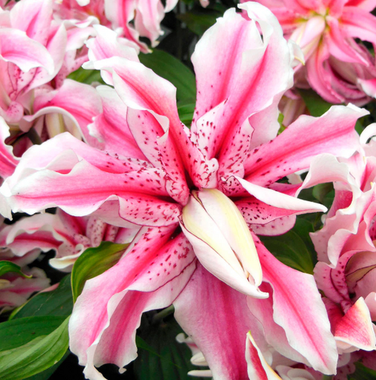 Lilium Double Oriental
