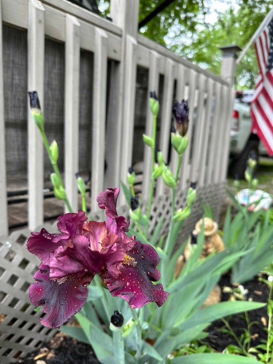 Dark Red/Purple Bearded Iris Plant