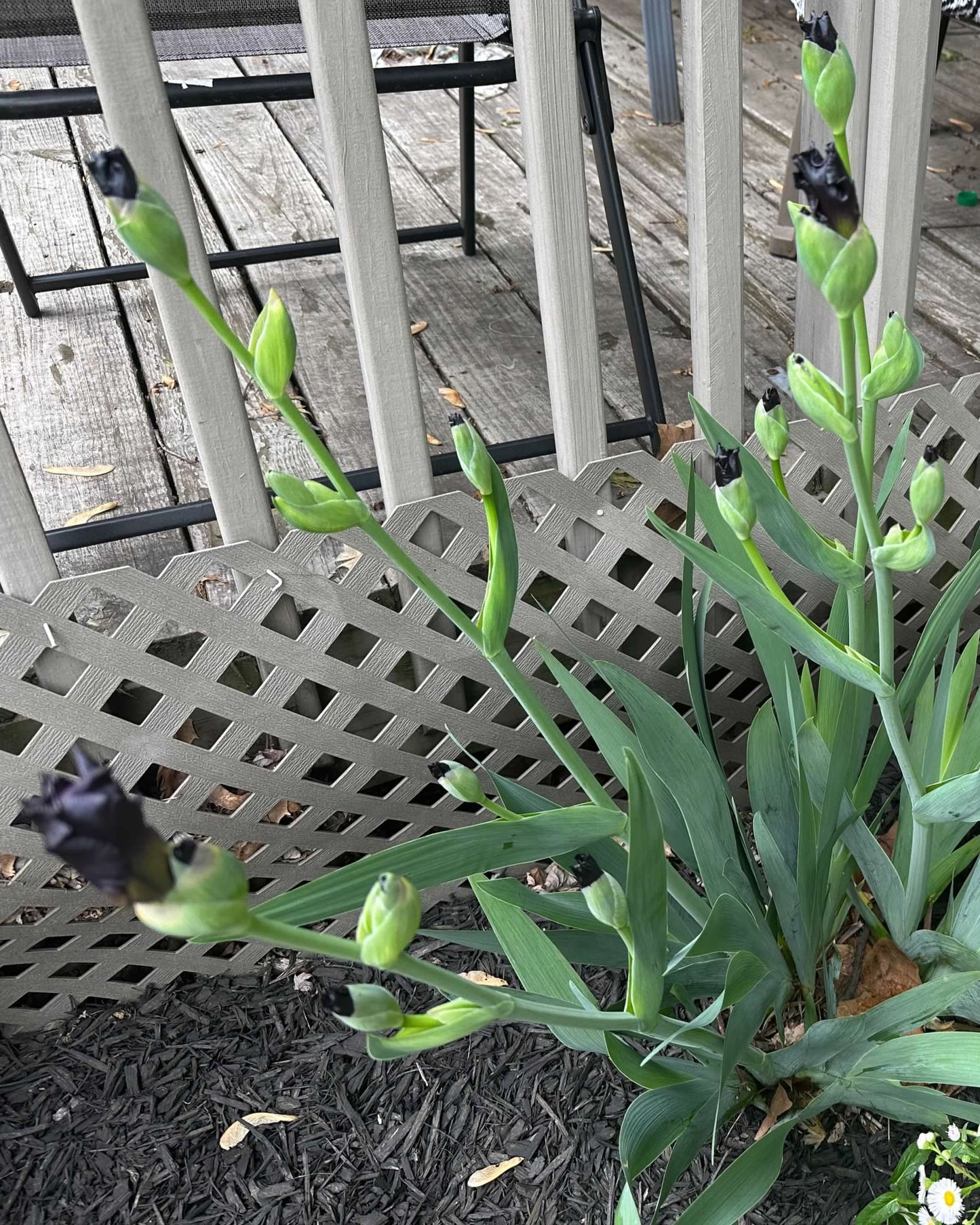 Dark Red/Purple Bearded Iris Plant