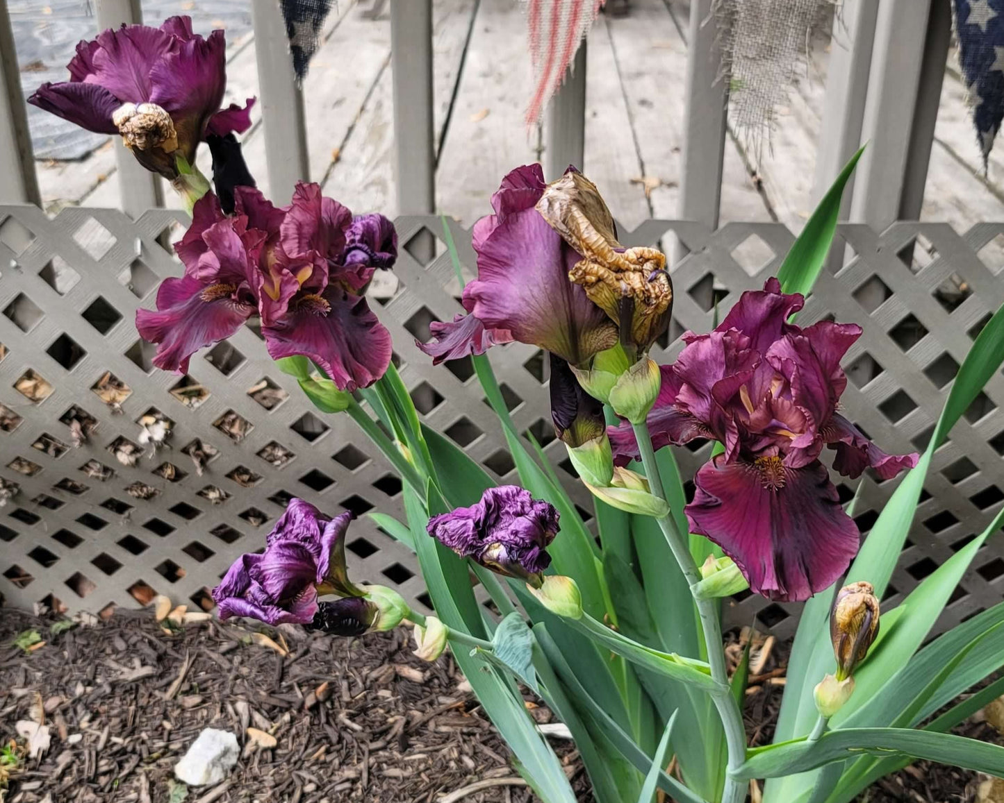 Dark Red/Purple Bearded Iris Plant