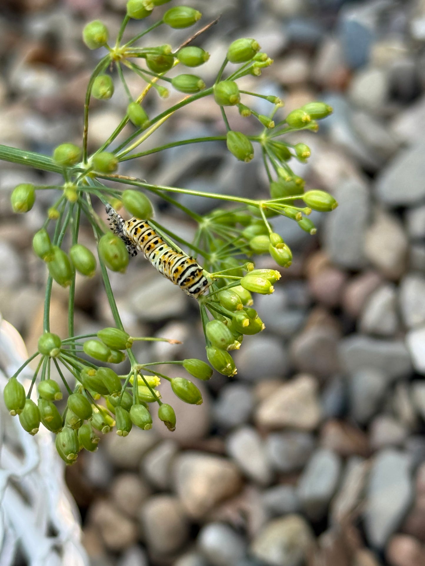 Dill Seed