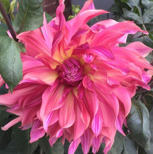 Dinnerplate Dahlia Penhill Dark Monarch