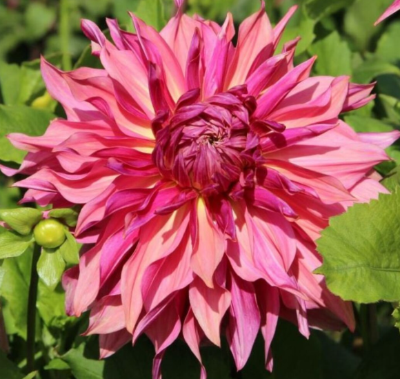 Dinnerplate Dahlia Penhill Dark Monarch