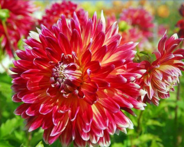 Dinnerplate Dahlia Akita