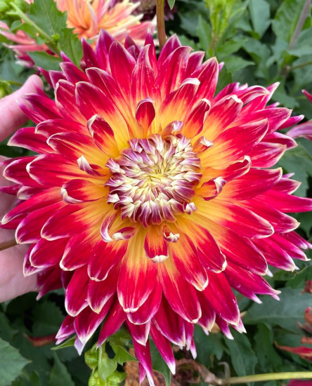Dinnerplate Dahlia Akita