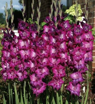 Gladiolus - Blue Conqueror