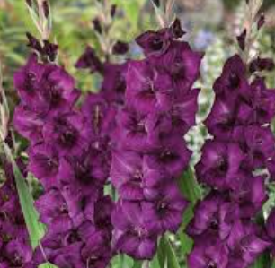 Gladiolus - Blue Conqueror