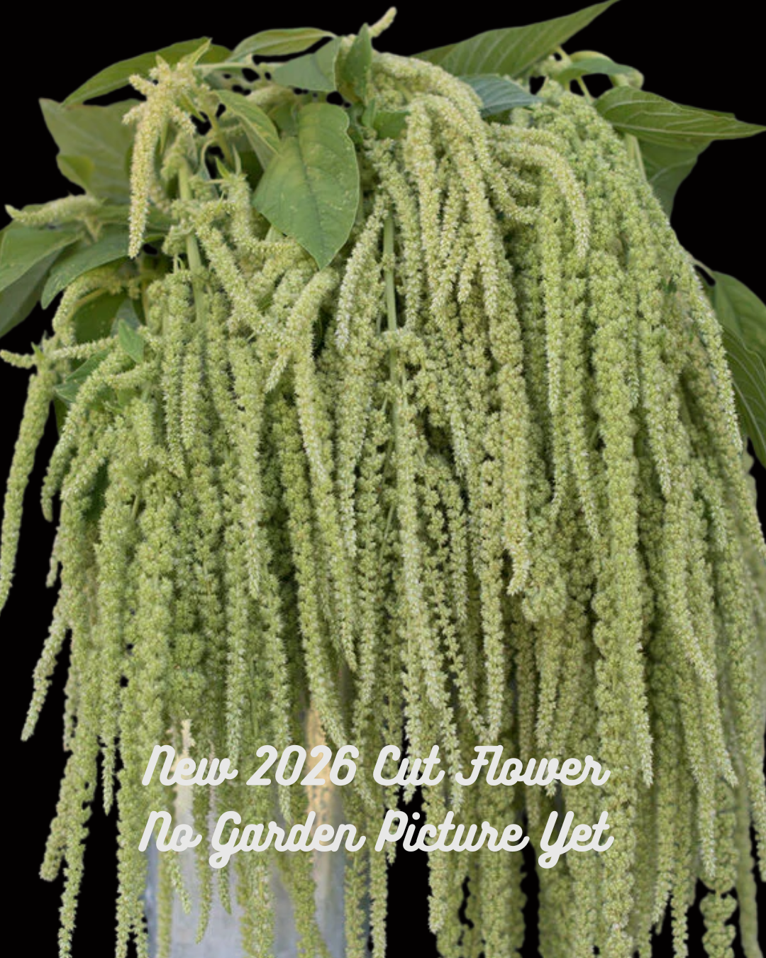Hanging Amaranthus