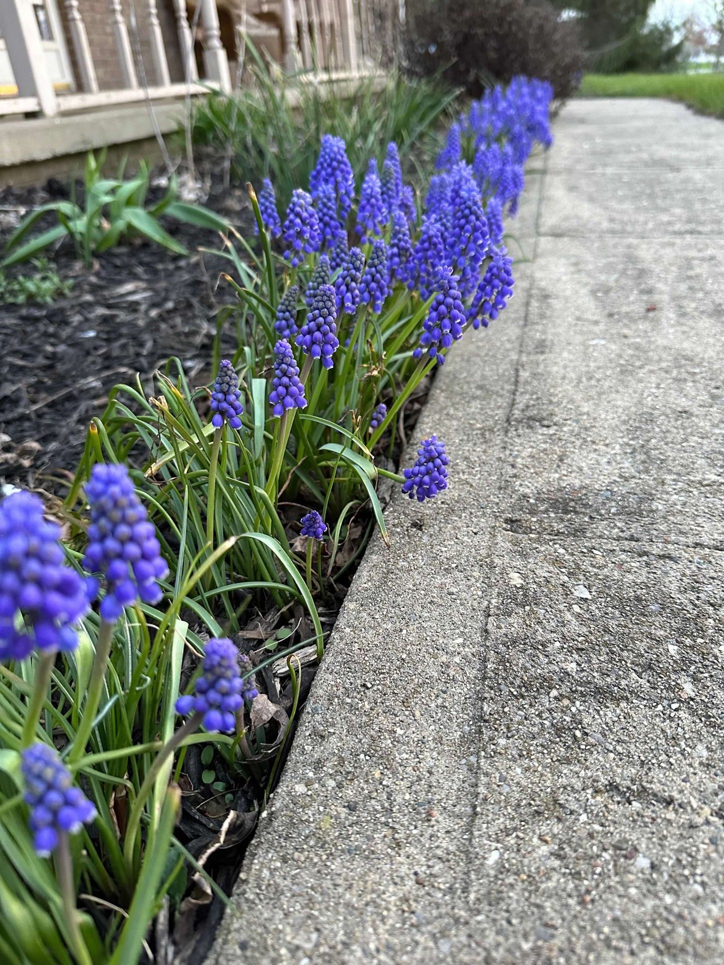 Blue Grape Muscari Hyacinth