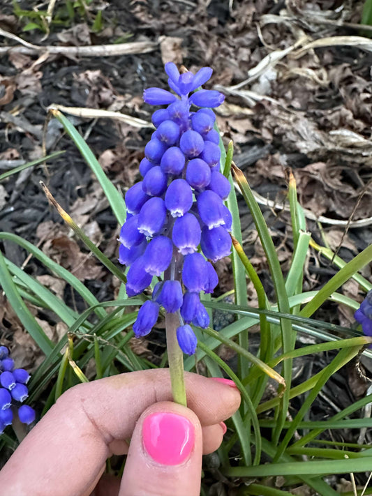 Blue Grape Muscari Hyacinth