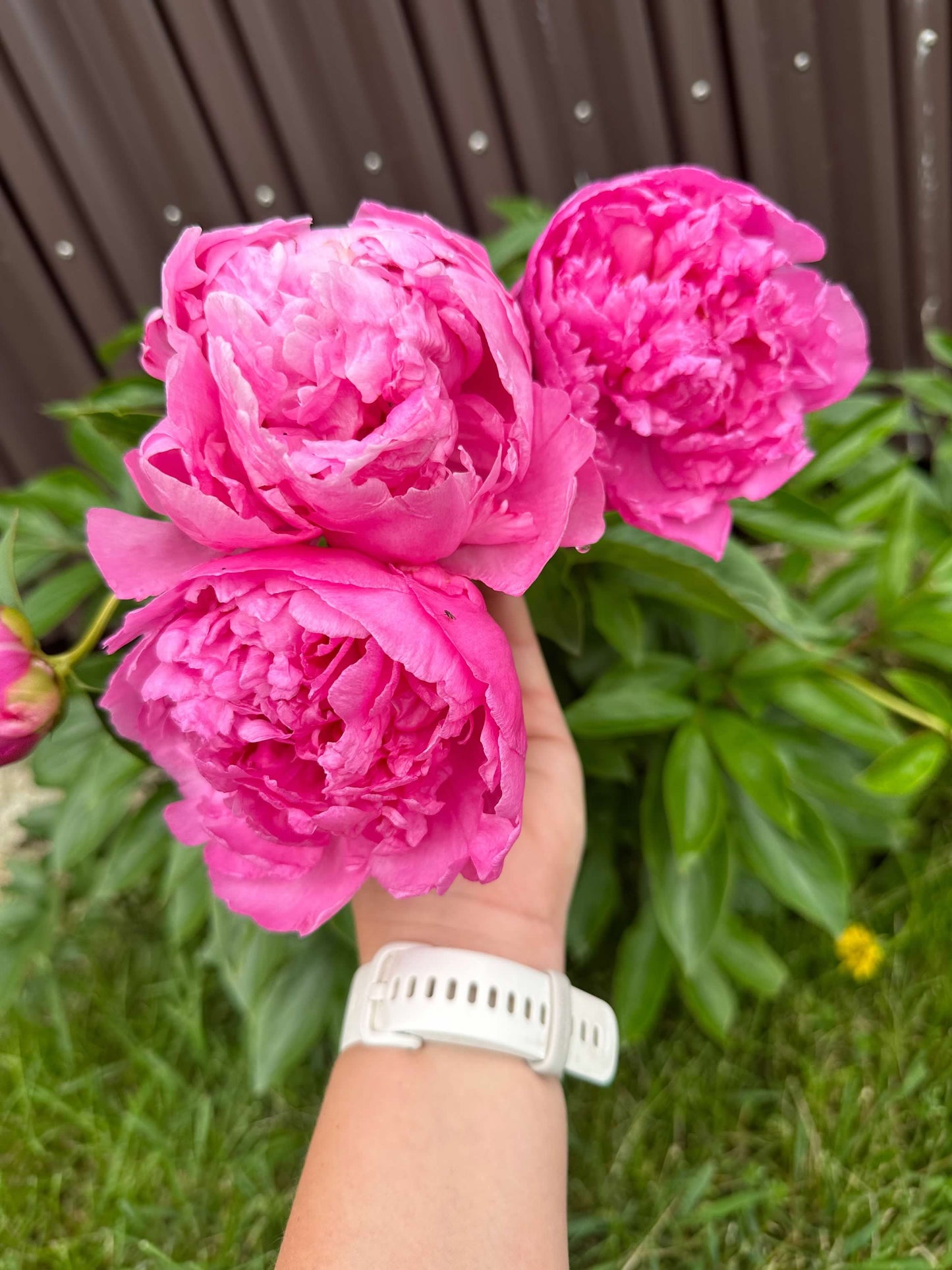 Peonies