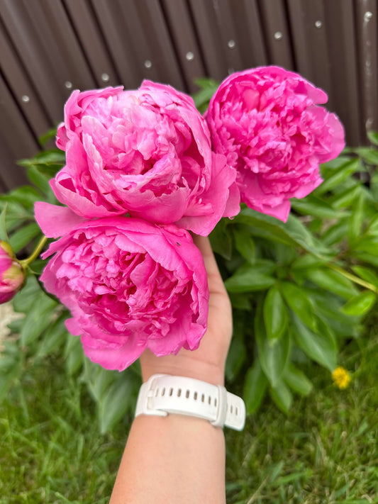 Peonies