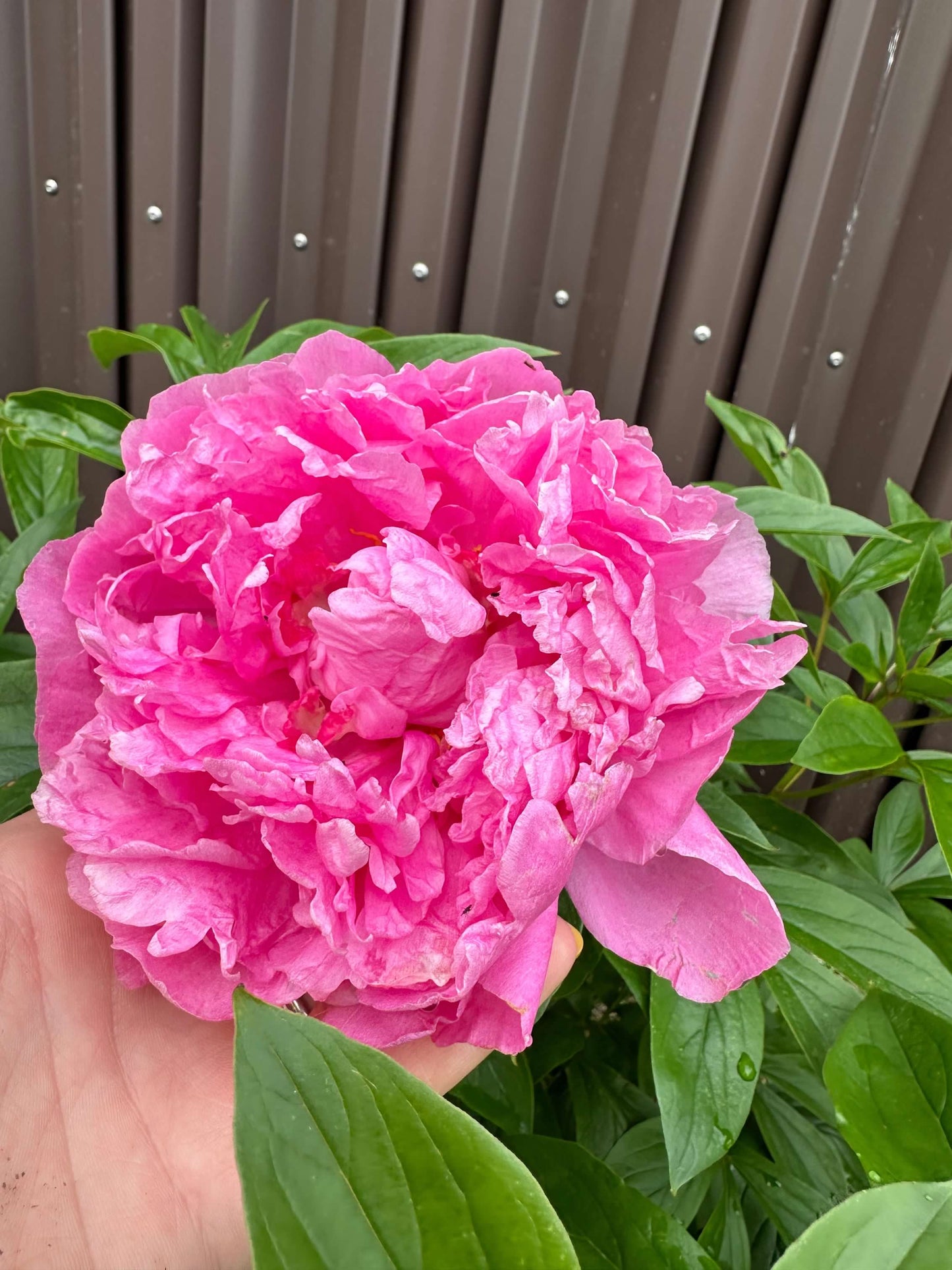 Peonies