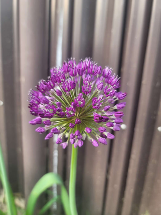 Allium