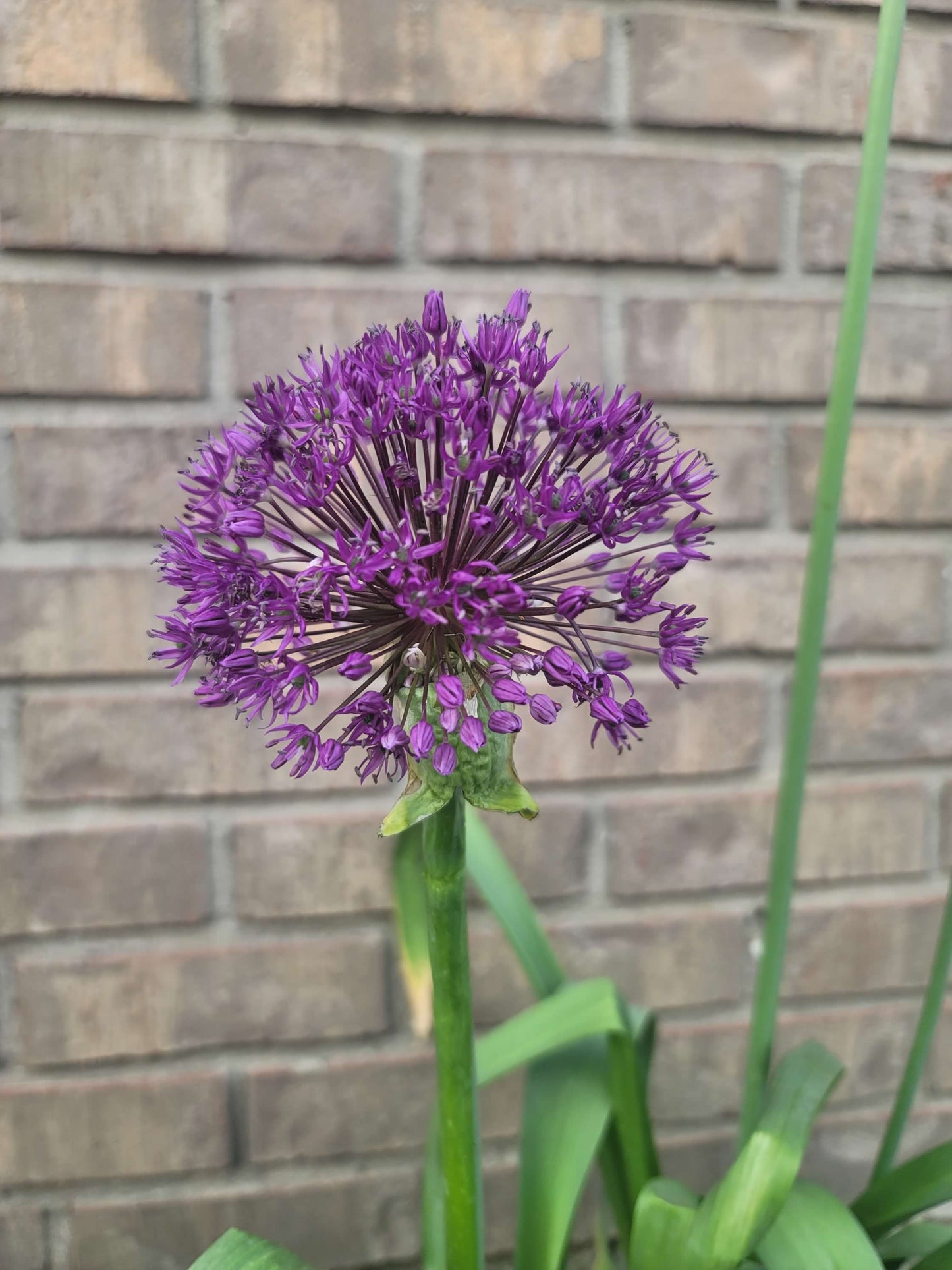 Allium