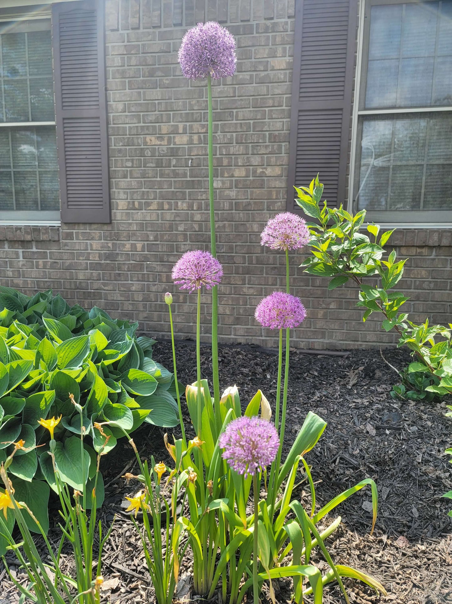Millennium Allium Seeds