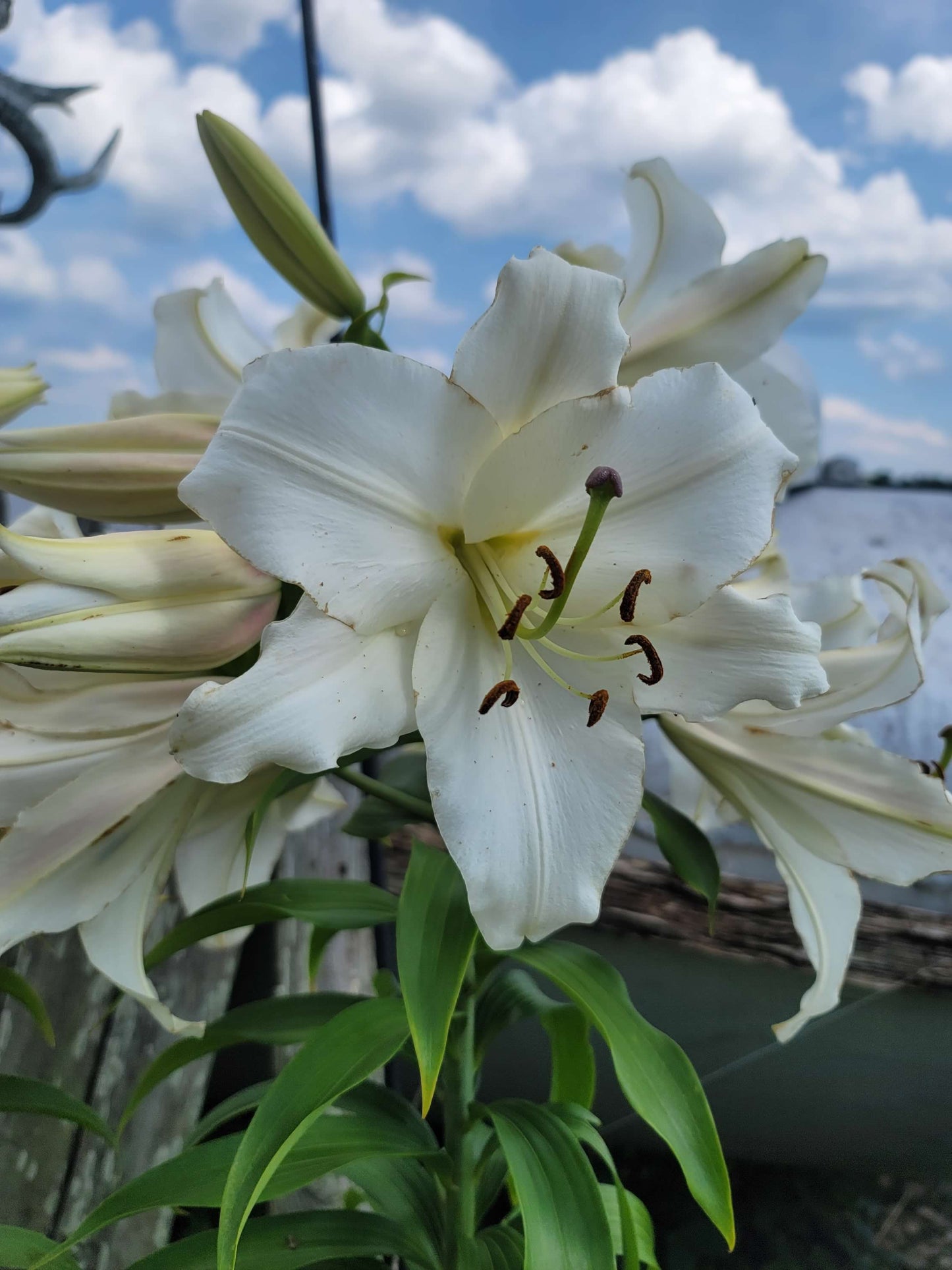 Lilium Oriental Casablanca