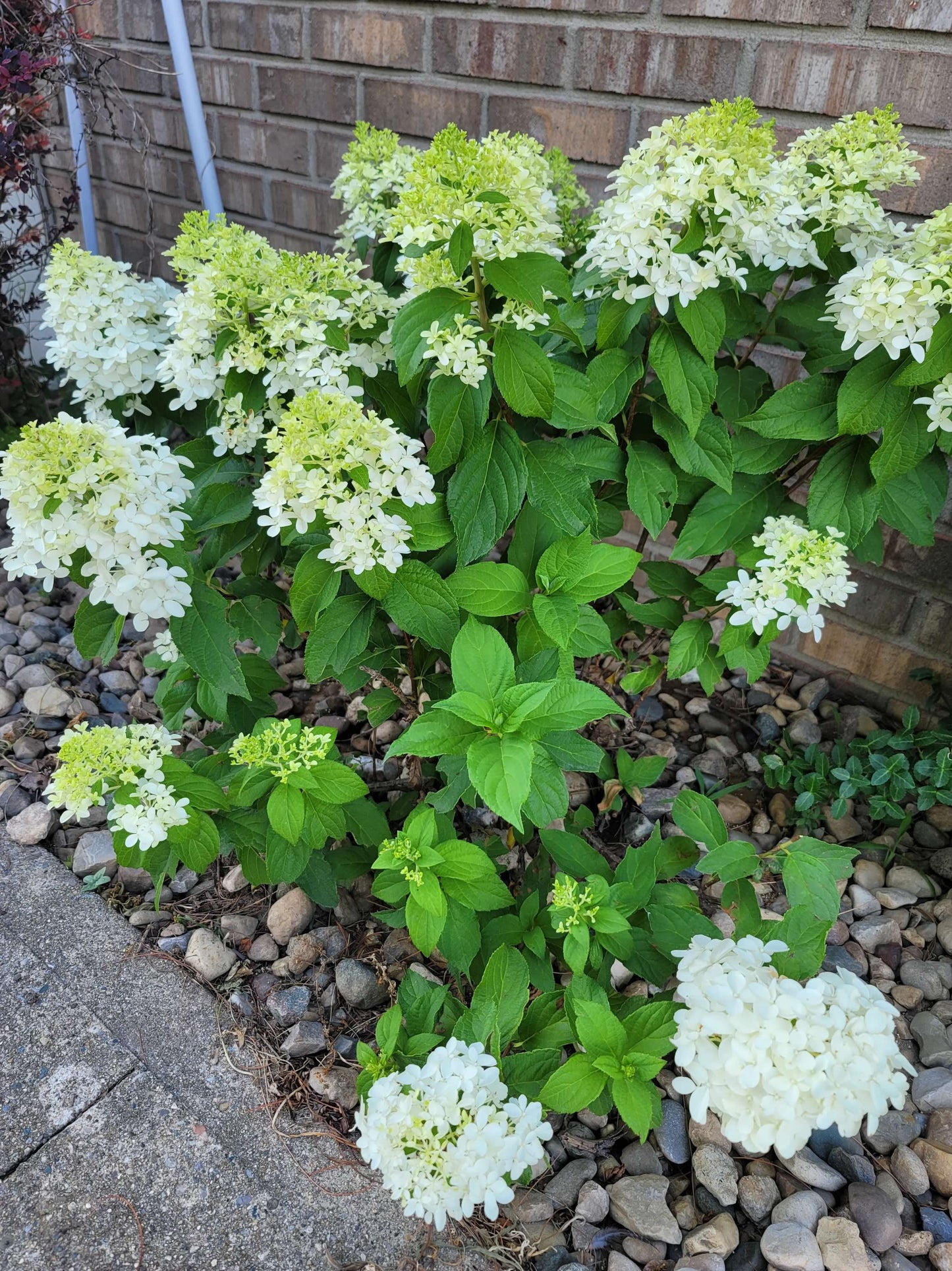 White and Green Hydrangea