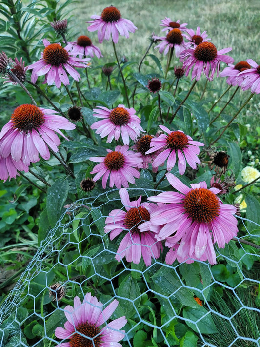 Coneflower (Echinacea)