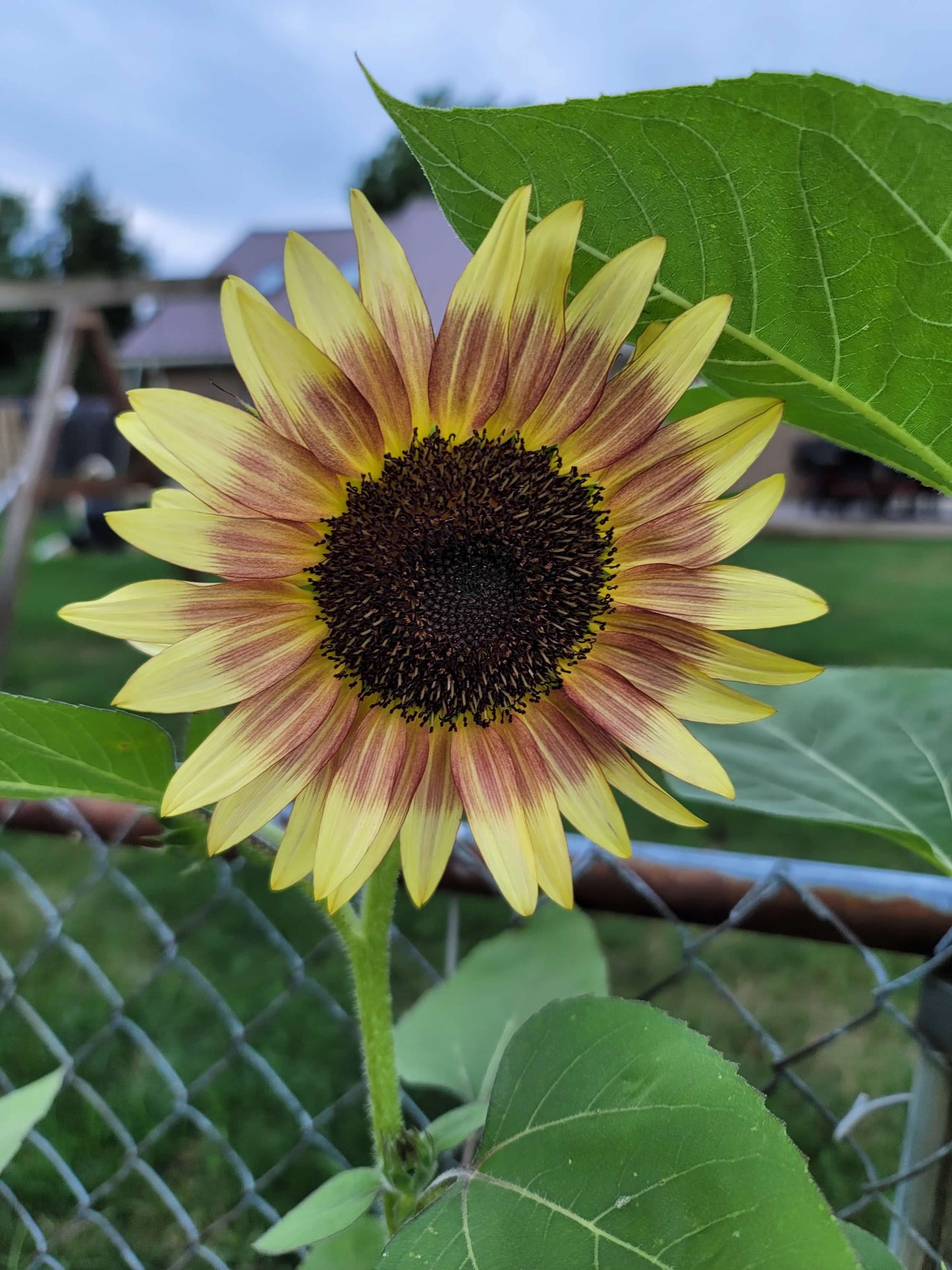 Standard Sunflowers