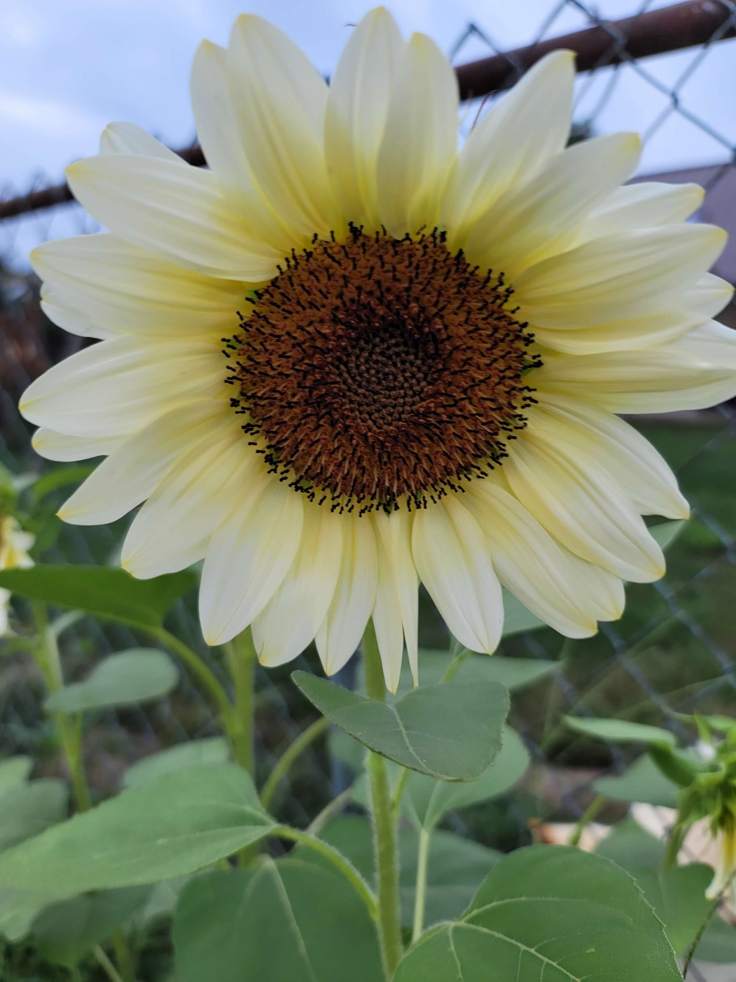 Standard Sunflowers