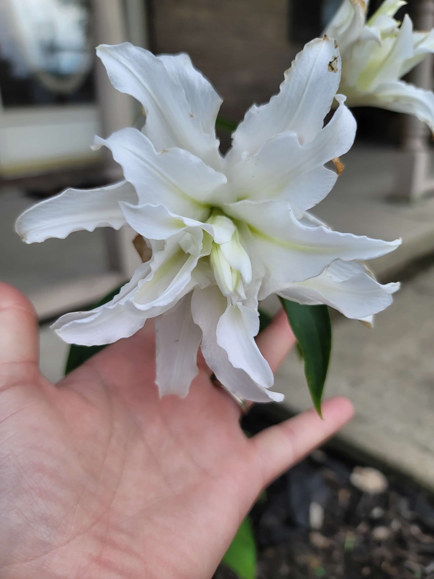 Lilium Double Oriental