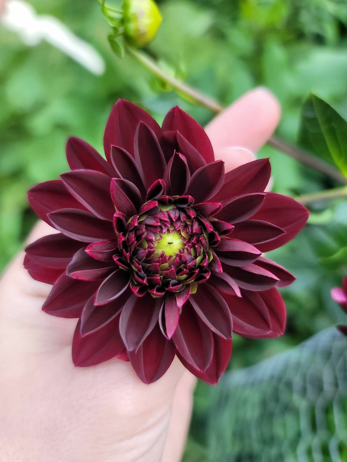 Standard Dahlia