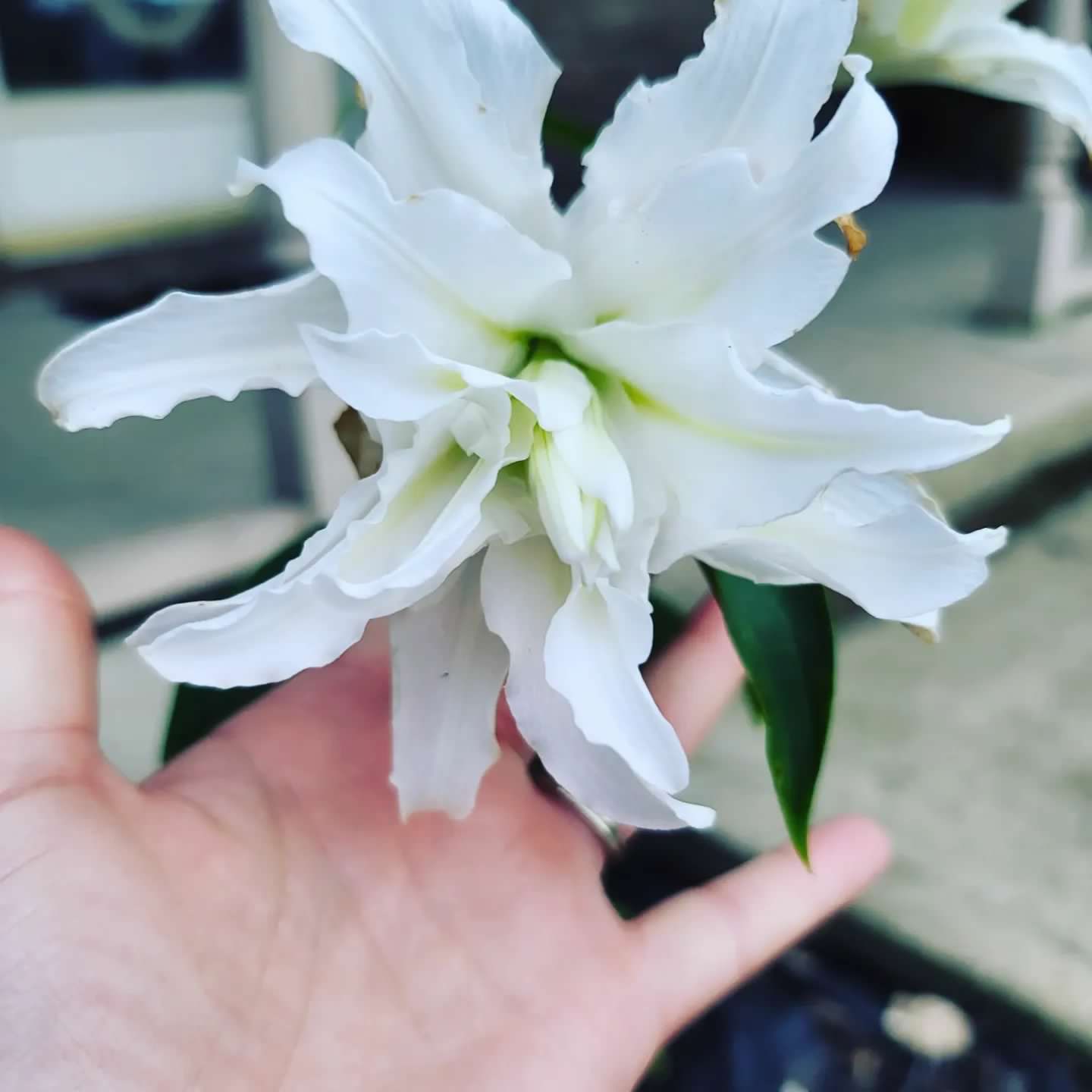 Lilium Double Oriental