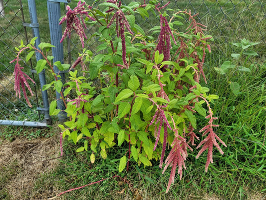 Hanging Amaranthus