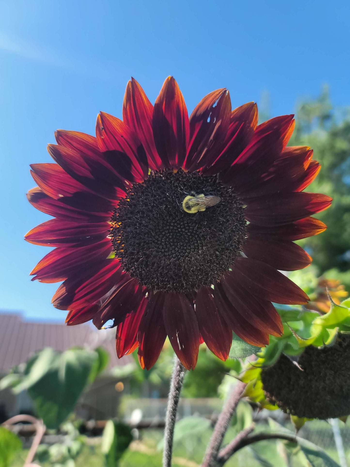 Standard Sunflowers