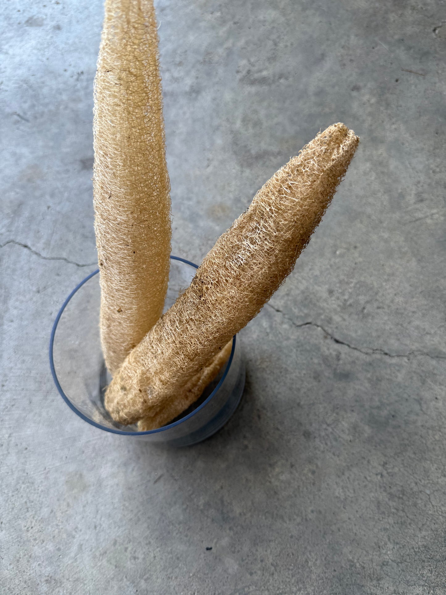 Loofah (Luffa) Gourd