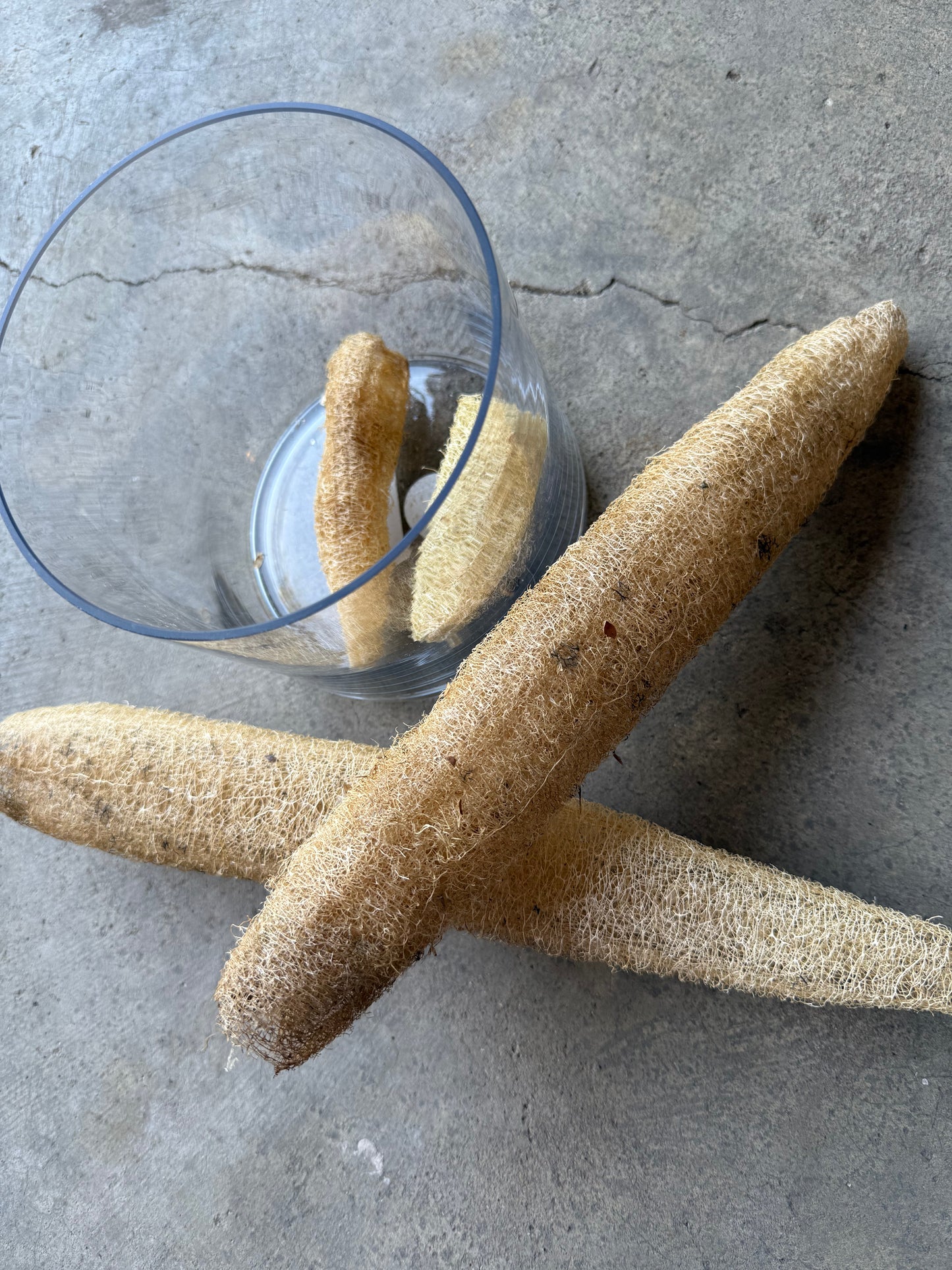 Loofah (Luffa) Gourd