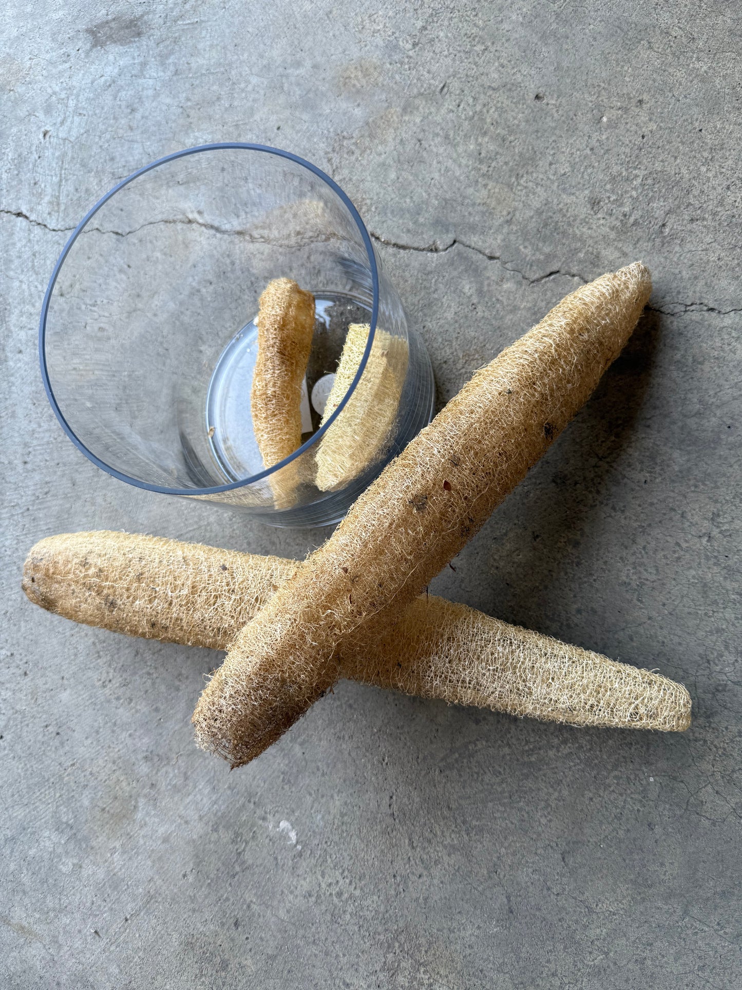 Loofah (Luffa) Gourd