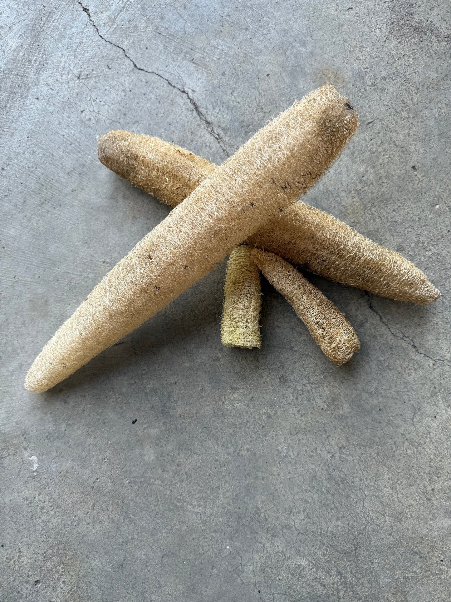 Loofah (Luffa) Gourd