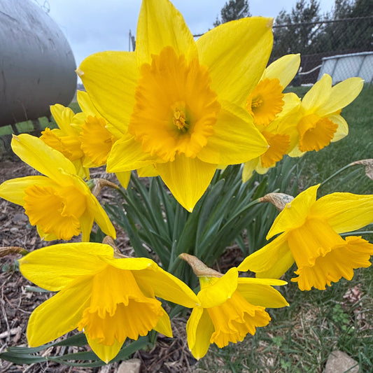 Daffodil