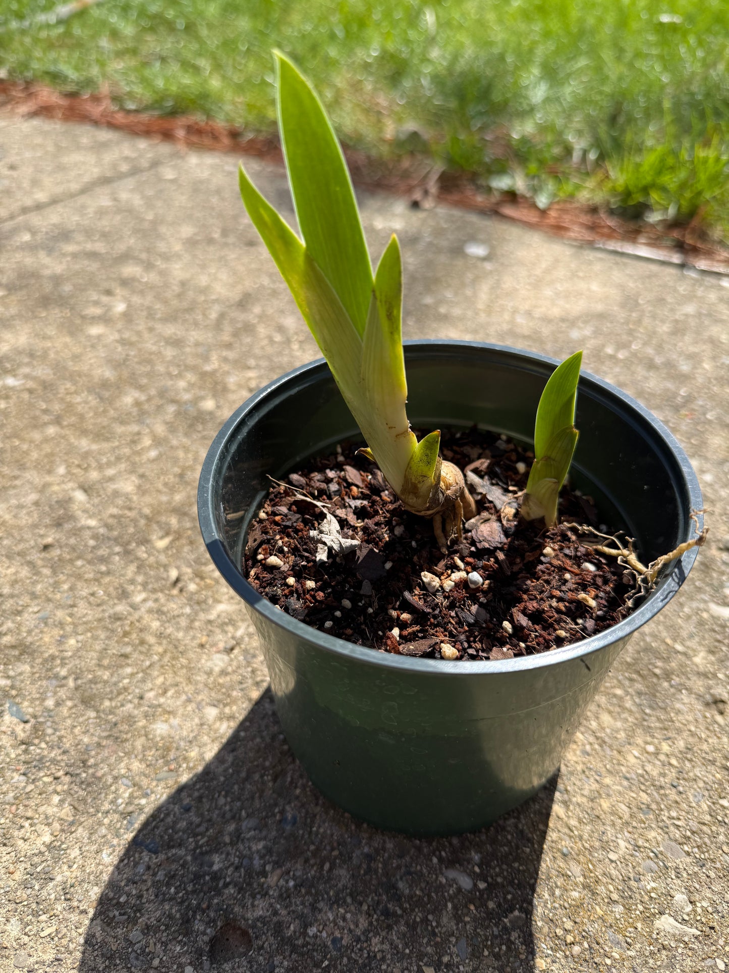 Dark Red/Purple Bearded Iris Plant