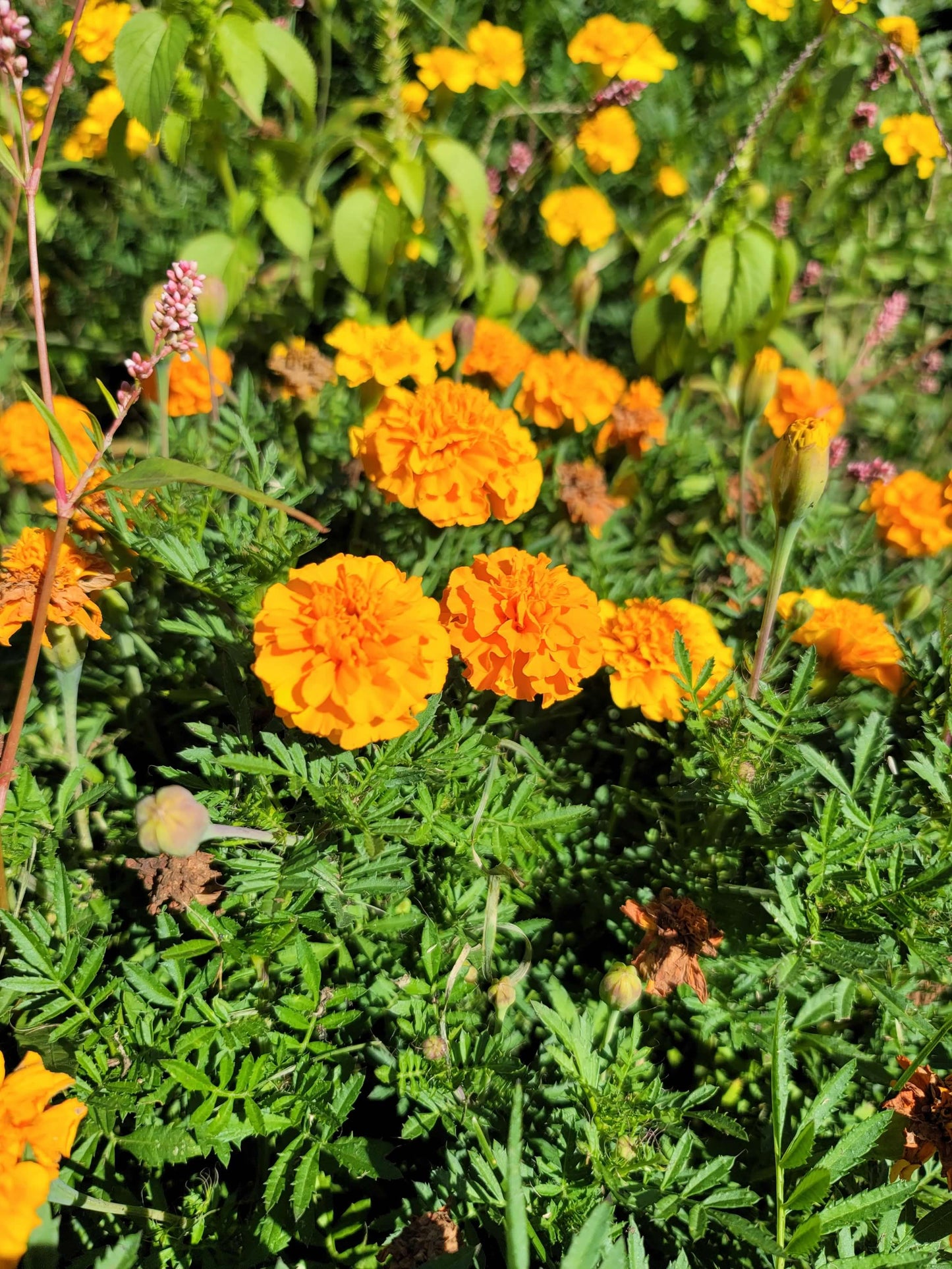 African Marigold Seeds