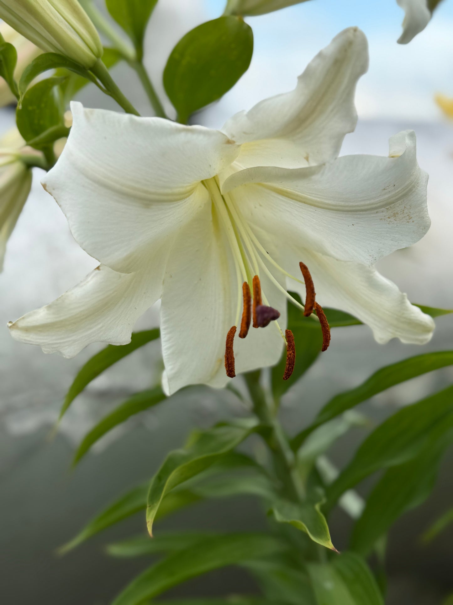 Lilium Oriental Casablanca