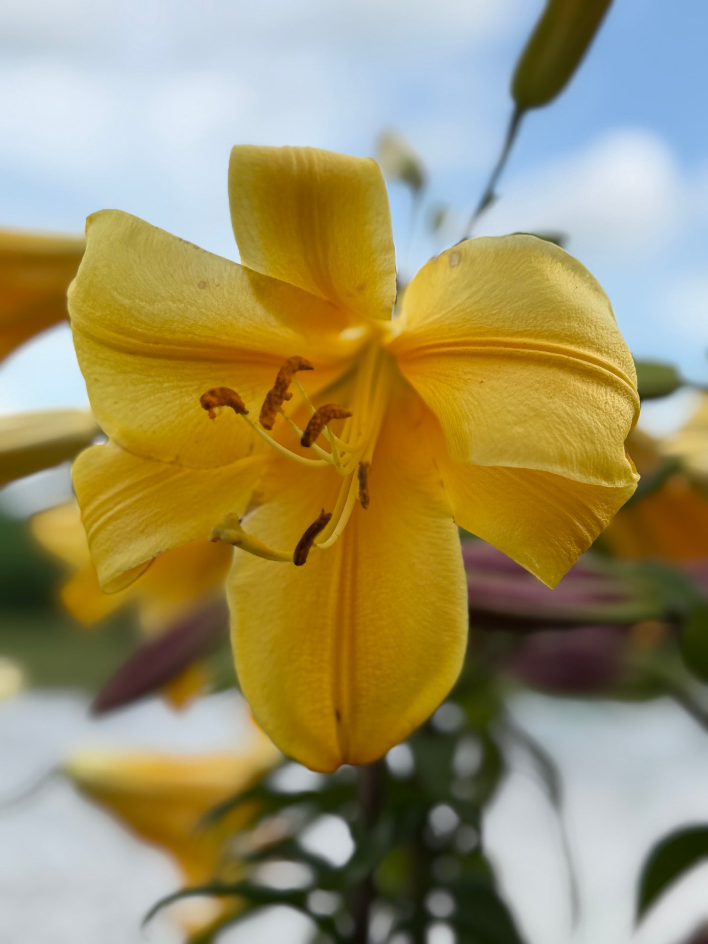 OT Lily – Yellow Hybrid