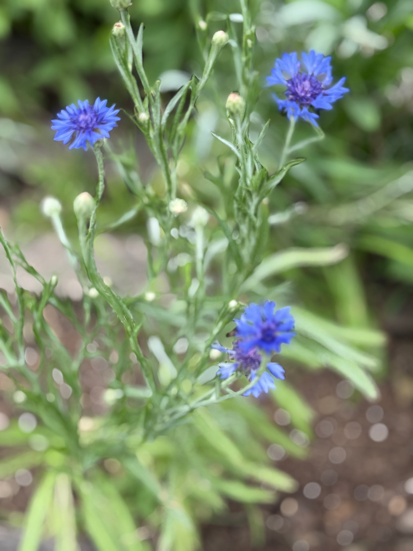 Bachelor’s Buttons (Cornflower) – Blue Boy
