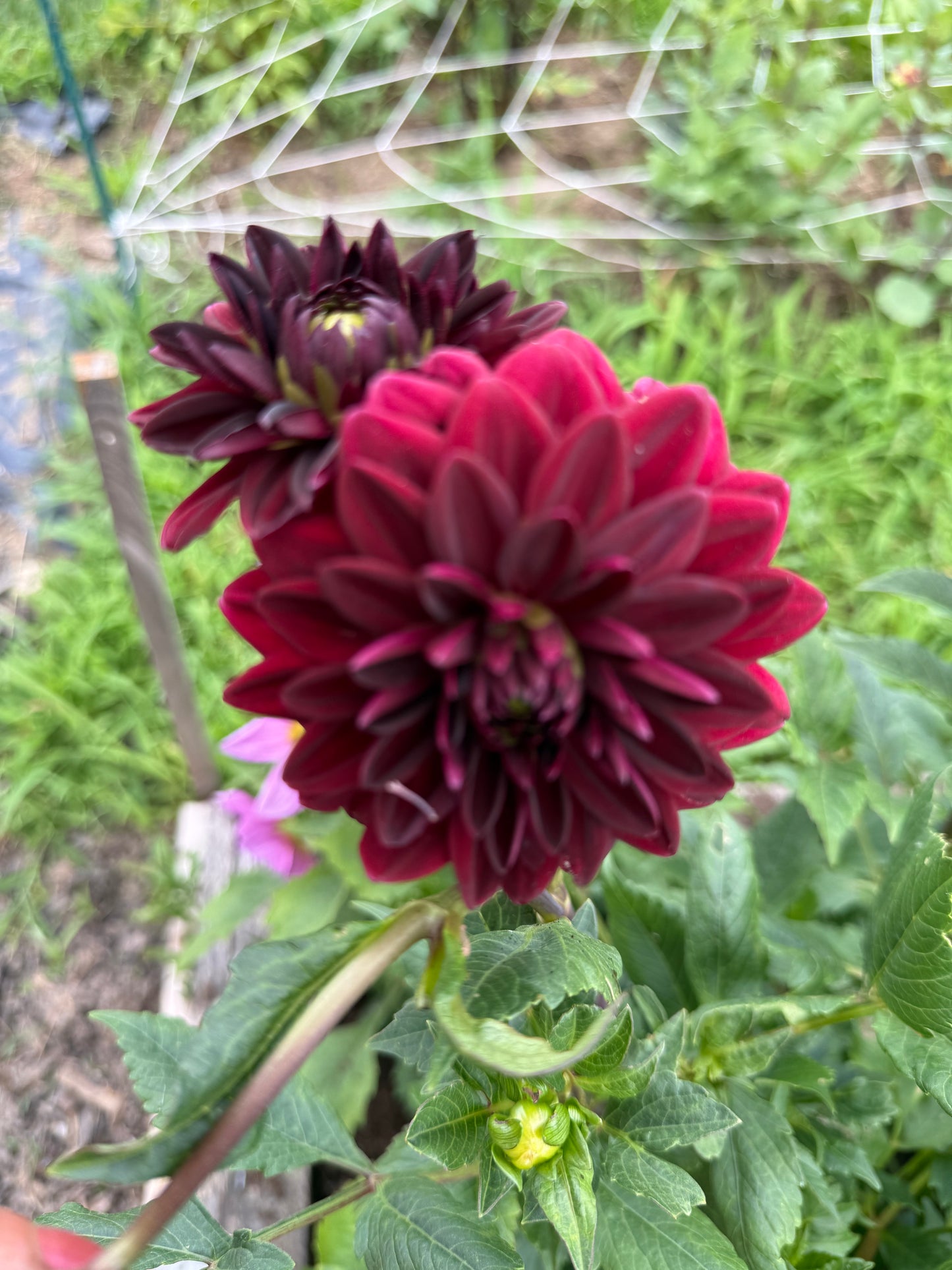Dahlia Arabian Night