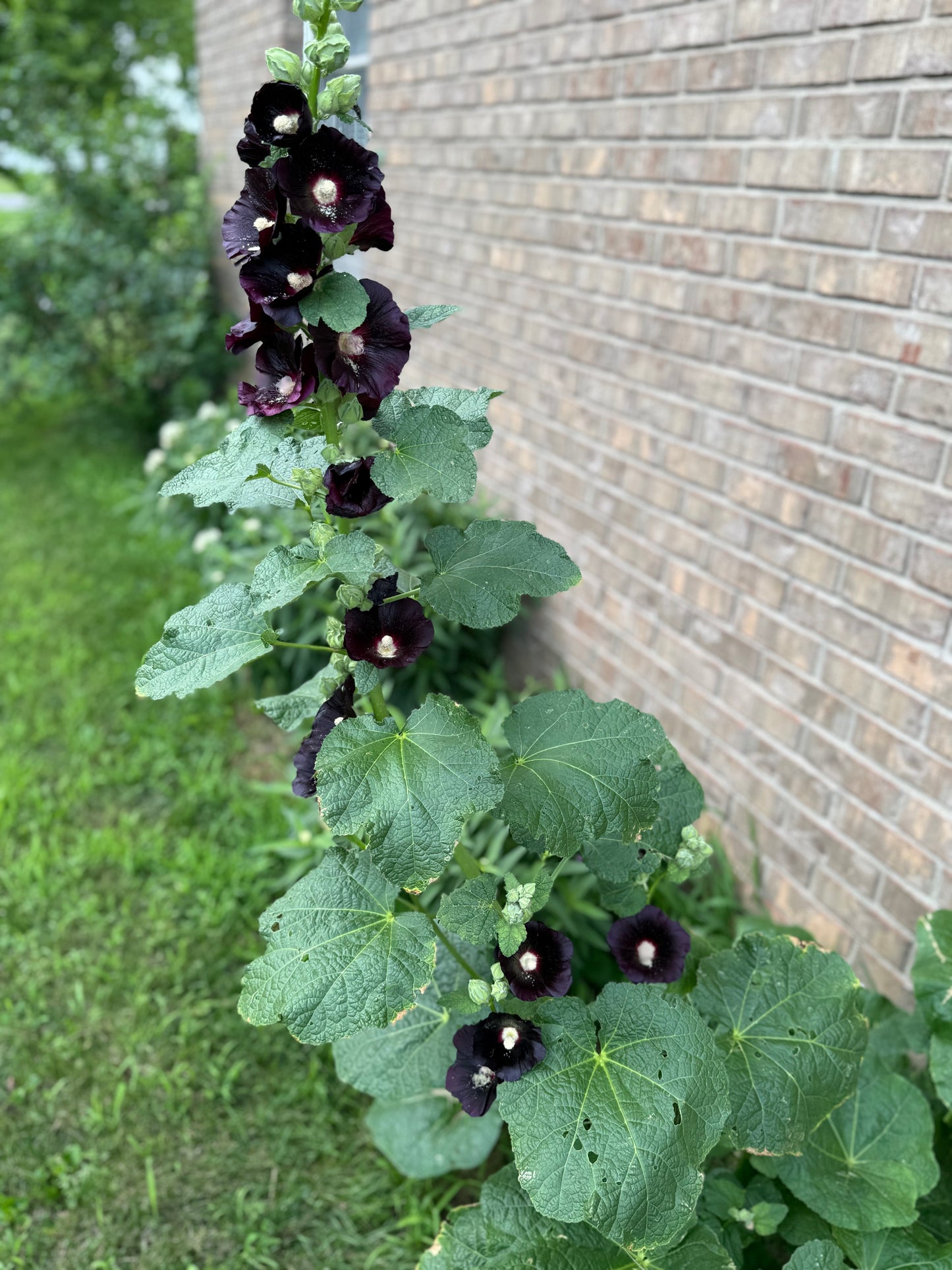 Hollyhock ‘Nigra’