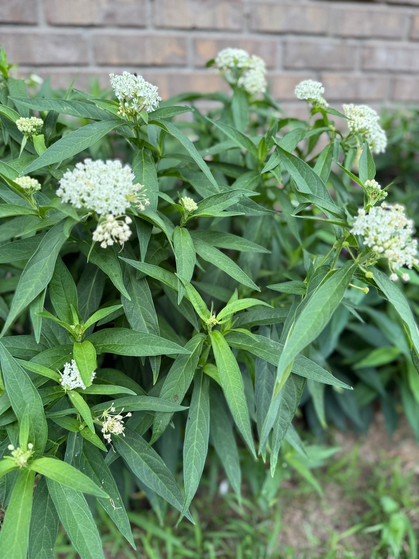 Asclepias incarnata ‘Ice Ballet’ (White Swamp Milkweed)