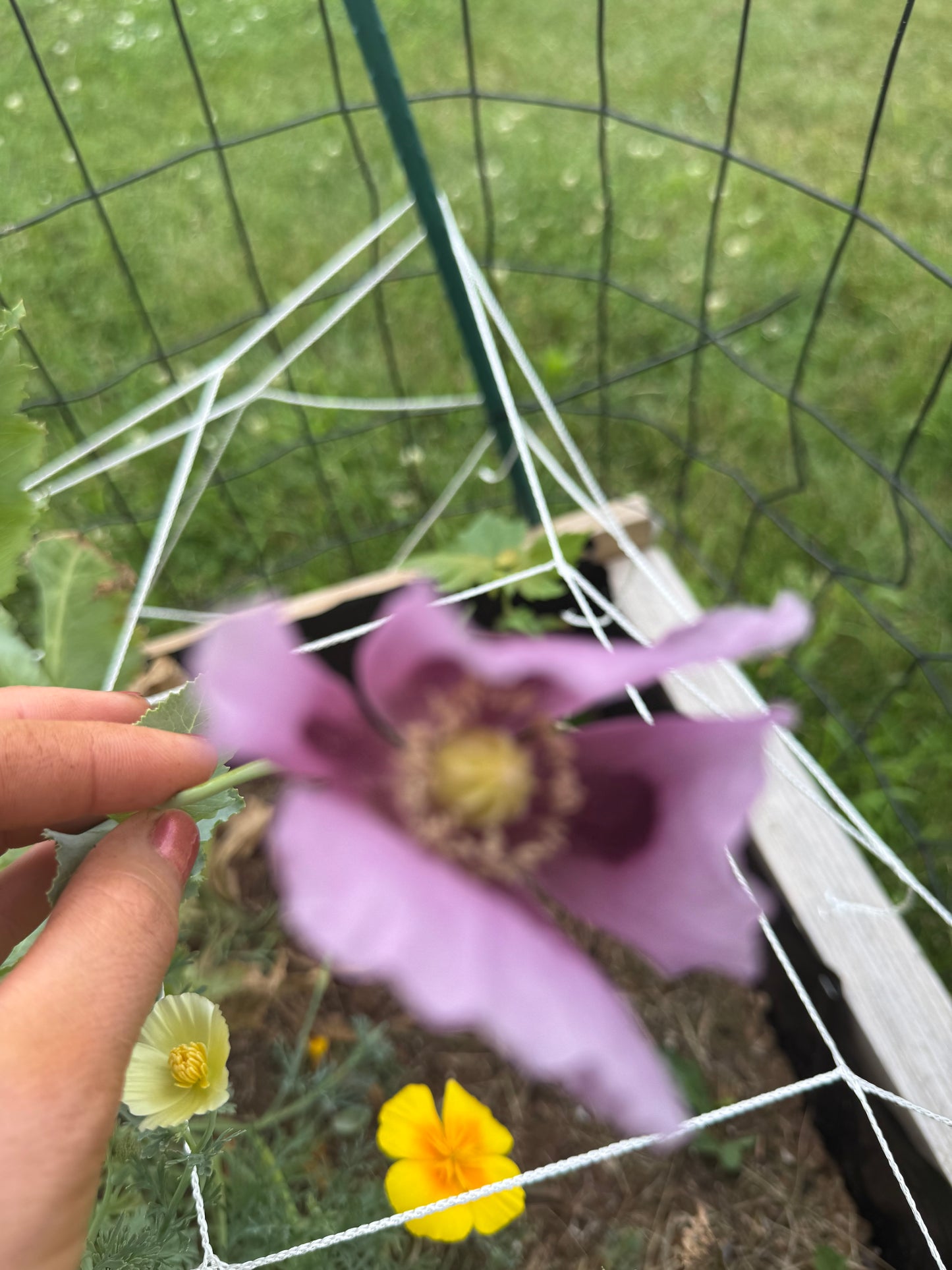 Hungarian Blue Poppy Seeds
