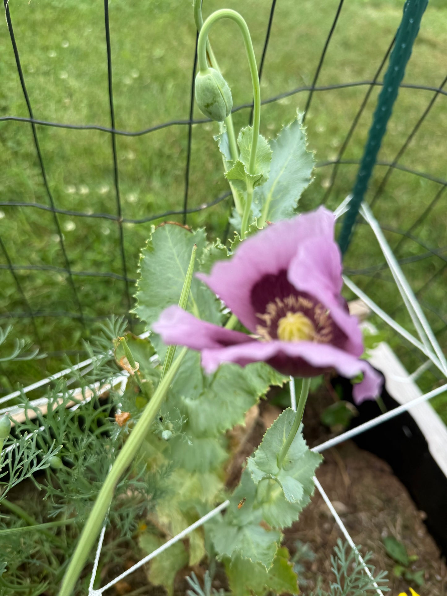 Hungarian Blue Poppy Seeds