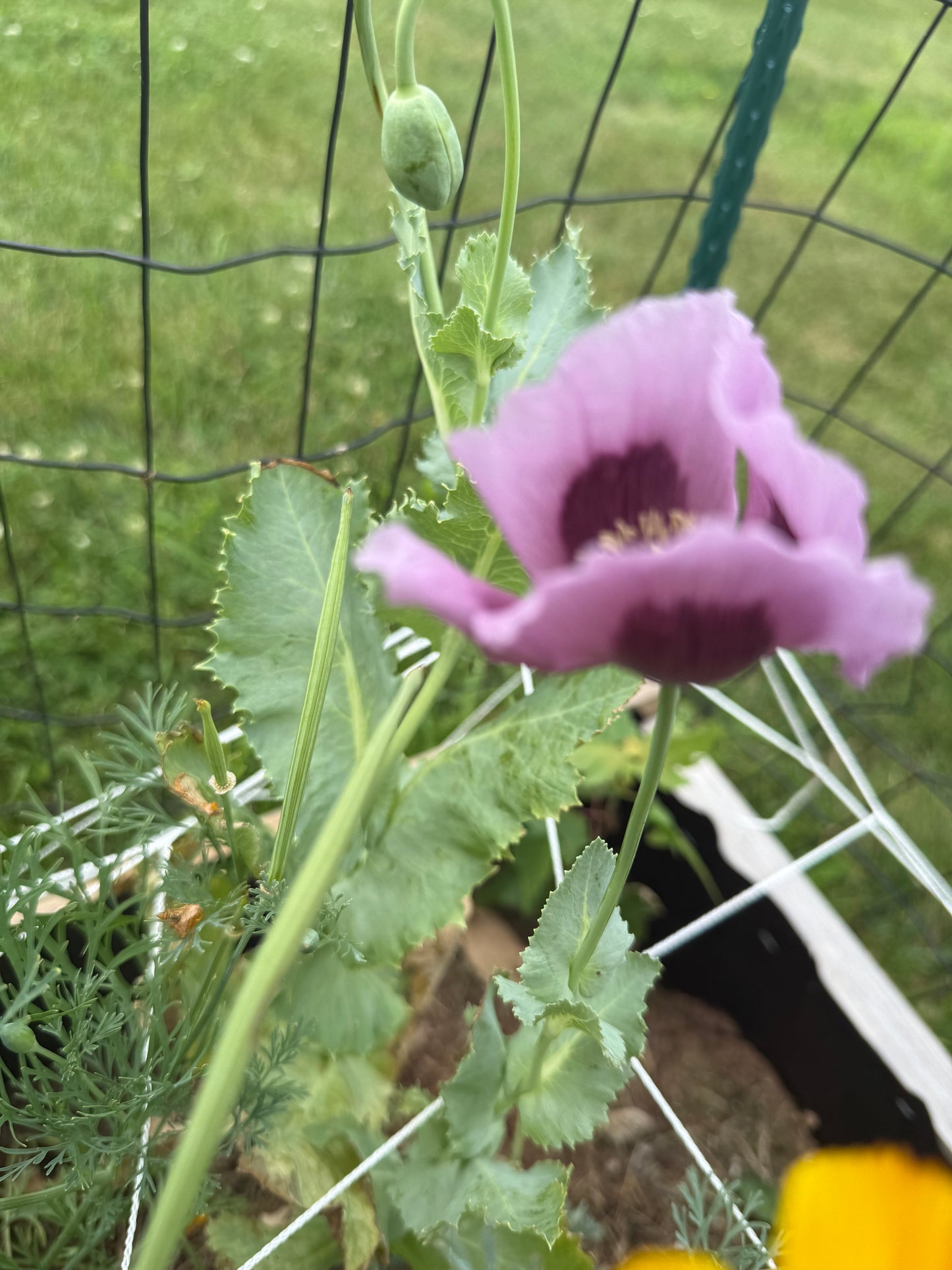 Hungarian Blue Poppy Seeds