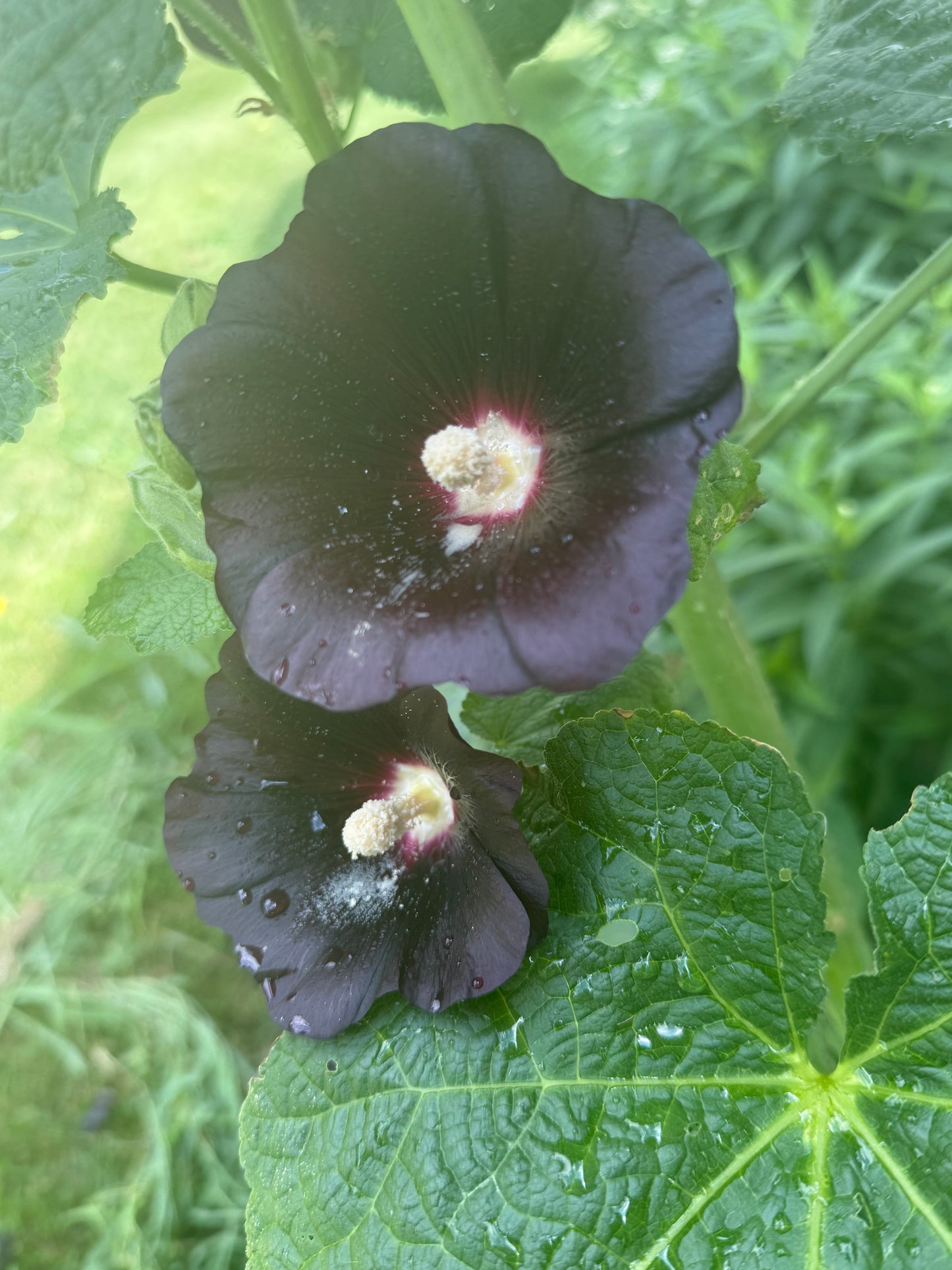 Hollyhock ‘Nigra’