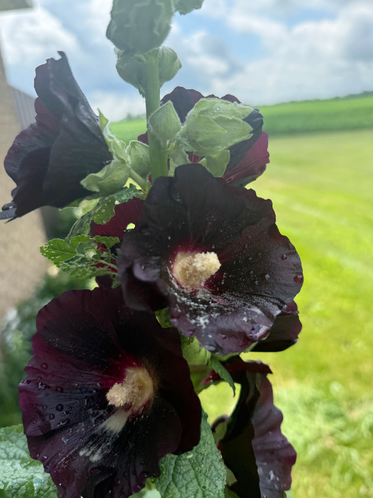 Hollyhock ‘Nigra’